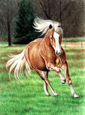 Haflingers, Equine Art - Haflinger Stallion